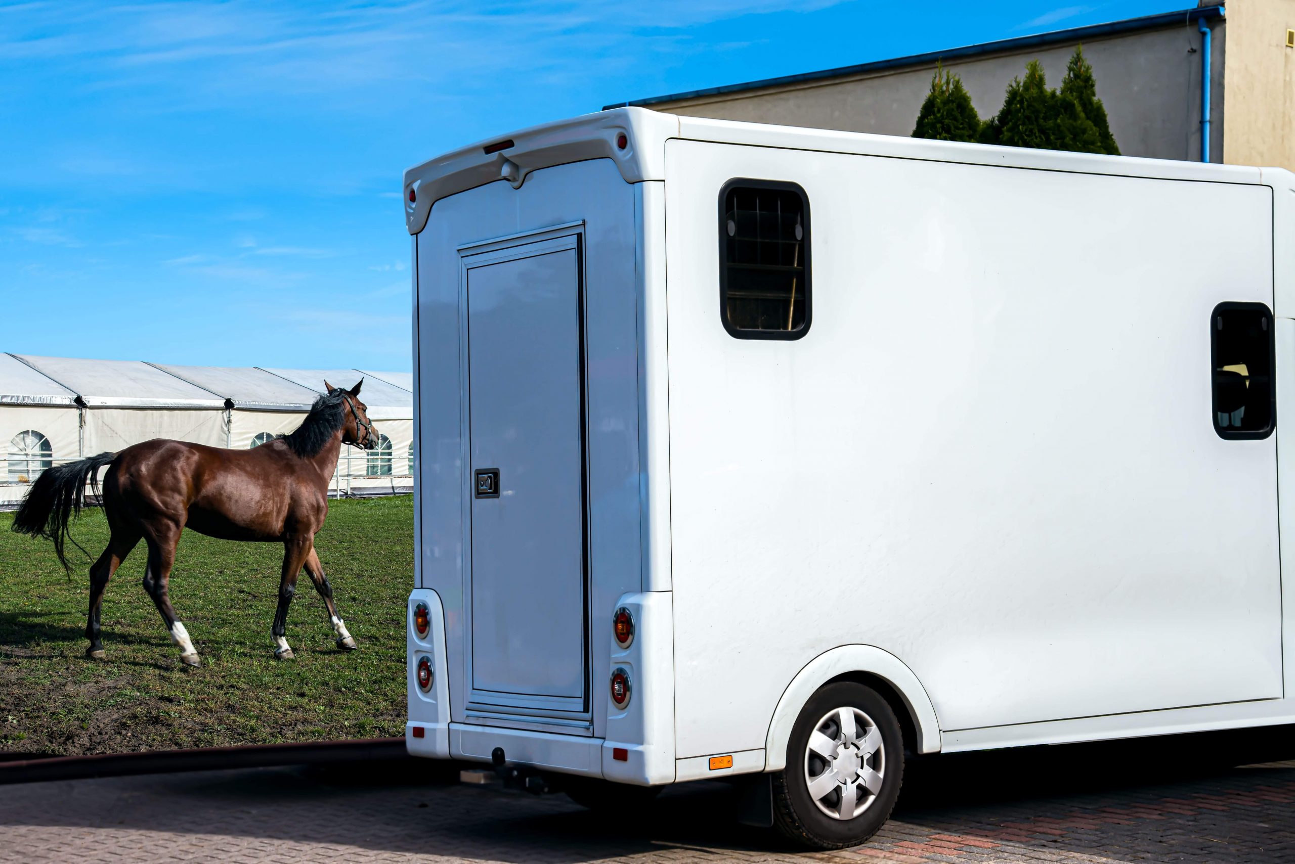 Shipping Container Horse Shelter: 3 Cool Ideas of Remodeling | Pelican 